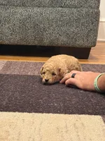 Chloe, a female Miniature Goldendoodle for sale in Eden, NC – 4 of 8