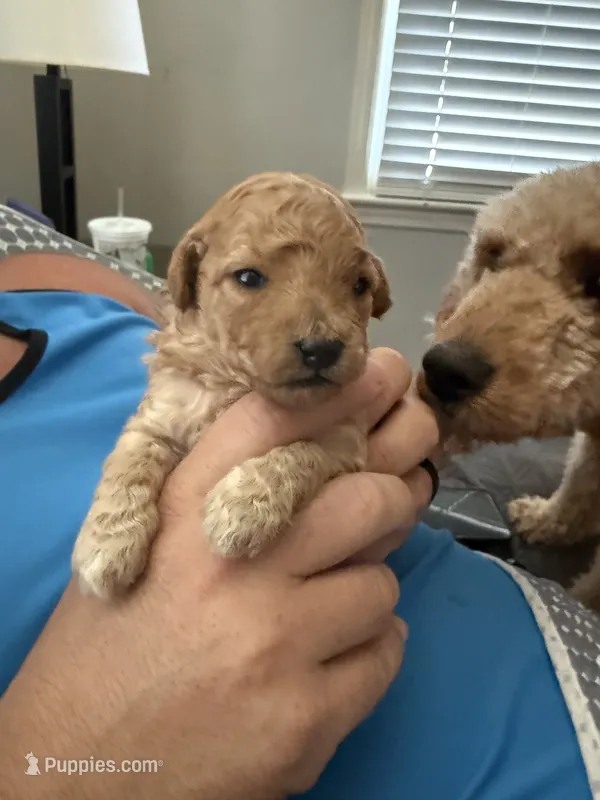 Chloe – Miniature Goldendoodle puppy for sale in Eden, NC
