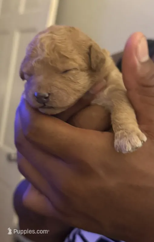 Chloe – Miniature Goldendoodle puppy for sale in Eden, NC