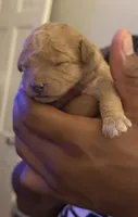 Chloe, a female Miniature Goldendoodle for sale in Eden, NC – 1 of 10