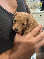 Chloe, a female Miniature Goldendoodle for sale in Eden, NC – 3 of 8
