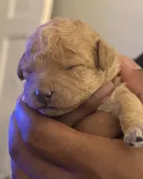 Chloe, a female Miniature Goldendoodle for sale in Eden, NC – 2 of 10