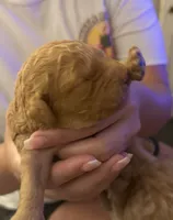 Cinnamon, a female Miniature Goldendoodle for sale in Eden, NC – 4 of 10