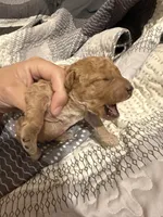 Chloe, a female Miniature Goldendoodle for sale in Eden, NC – 3 of 10