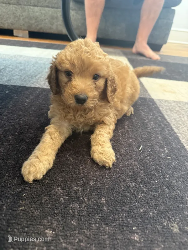 Cinnamon – Miniature Goldendoodle puppy for sale in Eden, NC