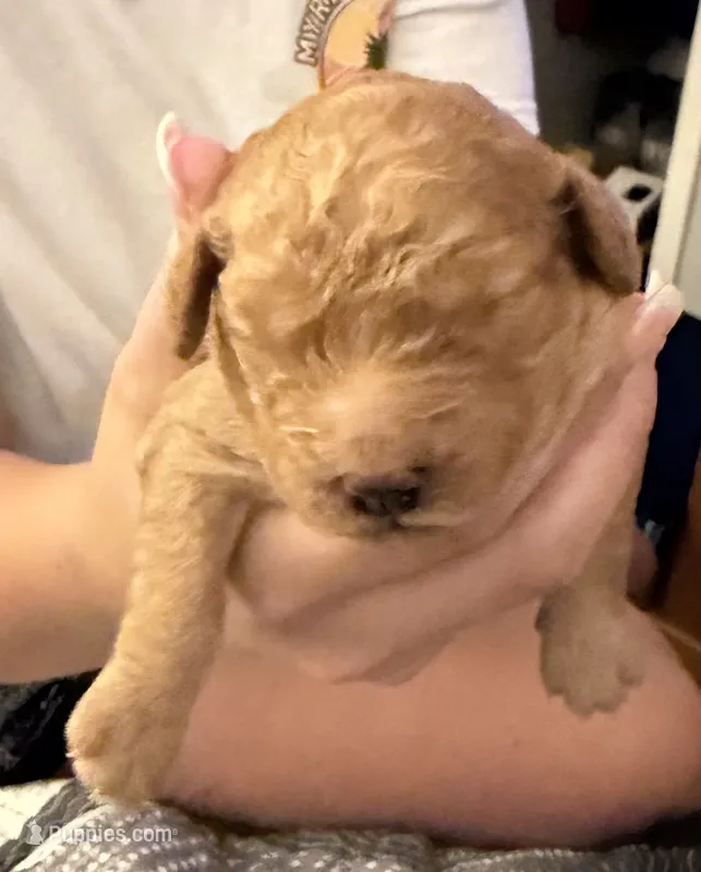 Cinnamon – Miniature Goldendoodle puppy for sale in Eden, NC