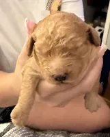 Cinnamon, a female Miniature Goldendoodle for sale in Eden, NC – 1 of 10
