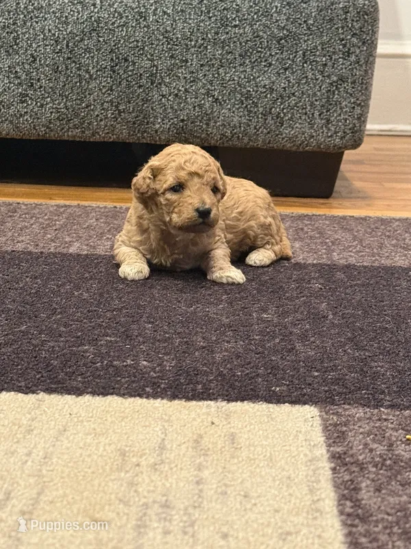 Chloe – Miniature Goldendoodle puppy for sale in Eden, NC