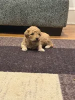 Chloe, a female Miniature Goldendoodle for sale in Eden, NC – 1 of 8