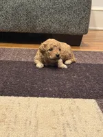 Chloe, a female Miniature Goldendoodle for sale in Eden, NC – 6 of 8