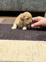 Chloe, a female Miniature Goldendoodle for sale in Eden, NC – 5 of 8