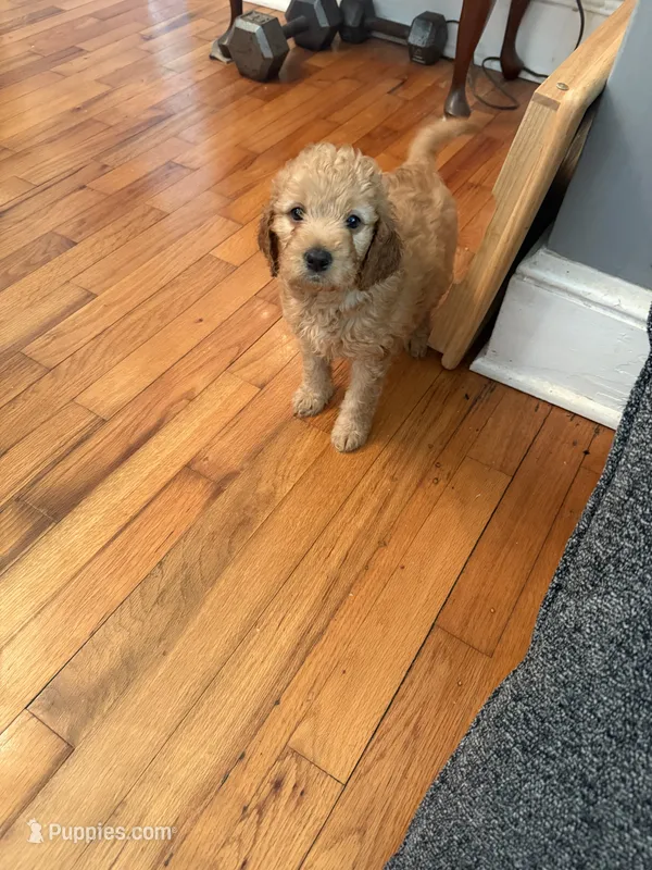 Cinnamon – Miniature Goldendoodle puppy for sale in Eden, NC