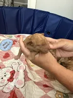 Cinnamon, a female Miniature Goldendoodle for sale in Eden, NC – 5 of 10