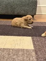 Chloe, a female Miniature Goldendoodle for sale in Eden, NC – 8 of 8