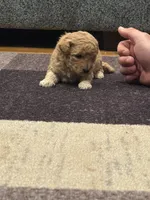 Chloe, a female Miniature Goldendoodle for sale in Eden, NC – 7 of 8