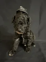 Simon, a male Poodle - Miniature  for sale in Beaumont, TX – 2 of 7