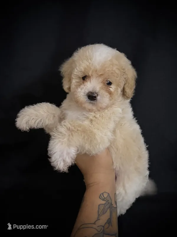 Alvin – Poodle - Miniature  puppy for sale in Beaumont, TX