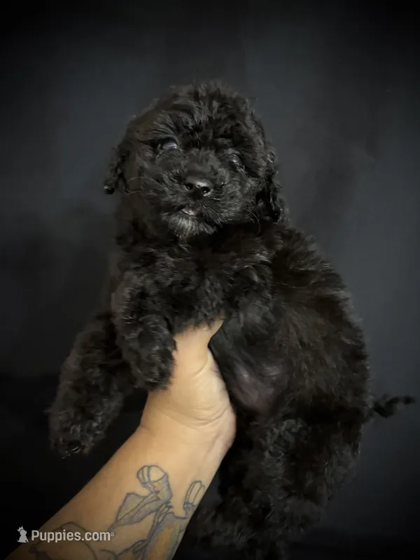 Astrid – Poodle - Toy  puppy for sale in Beaumont, TX