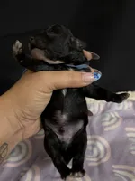 Simon, a male Poodle - Miniature  for sale in Beaumont, TX – 5 of 7