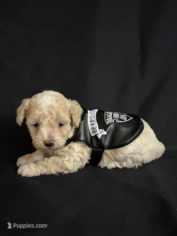 Alvin – Poodle - Miniature  puppy for sale in Beaumont, TX