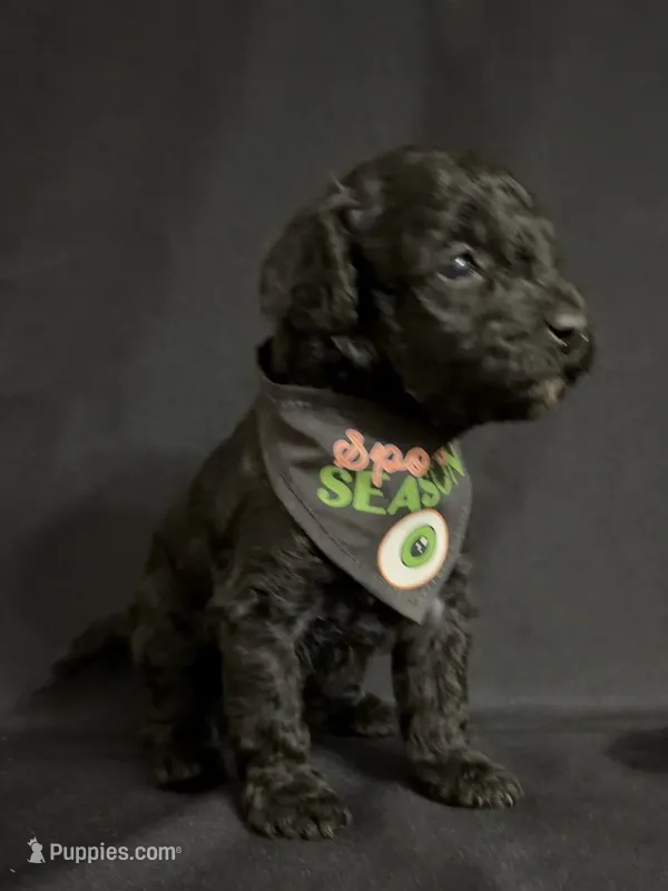 Theodore – Poodle - Miniature  puppy for sale in Beaumont, TX