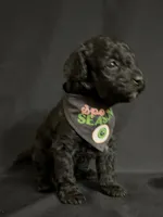 Theodore, a male Poodle - Miniature  for sale in Beaumont, TX – 1 of 7