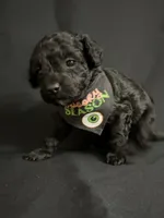 Theodore, a male Poodle - Miniature  for sale in Beaumont, TX – 4 of 7