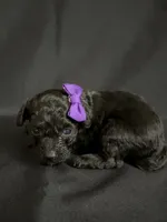 Astrid, a female Poodle - Toy  for sale in Beaumont, TX – 5 of 6