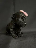 Heather, a female Poodle - Toy  for sale in Beaumont, TX – 5 of 7
