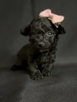 Heather, a female Poodle - Toy  for sale in Beaumont, TX – 6 of 7