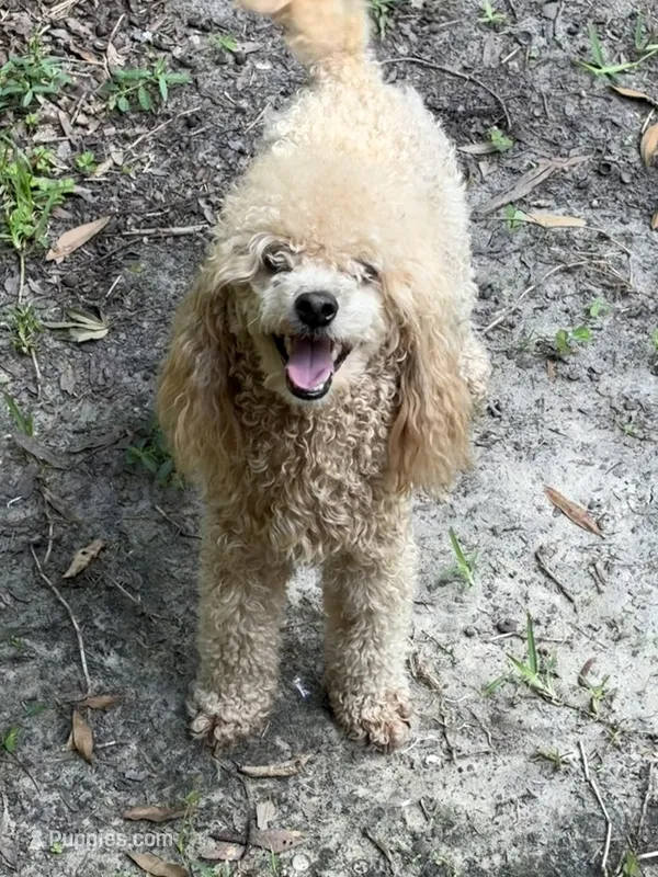 Milo CKC - Genetically Tested – Poodle - Miniature  puppy for sale in Beaumont, TX