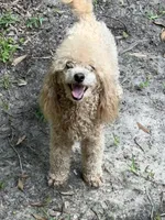 Milo CKC - Genetically Tested, a male Poodle - Miniature  for sale in Beaumont, TX – 1 of 7