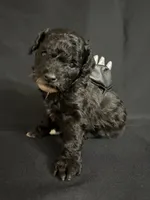 Simon, a male Poodle - Miniature  for sale in Beaumont, TX – 3 of 7