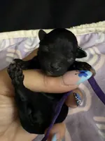 Astrid, a female Poodle - Toy  for sale in Beaumont, TX – 2 of 6