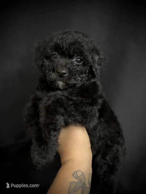 Theodore – Poodle - Miniature  puppy for sale in Beaumont, TX