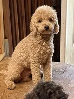 Milo, a male Poodle - Miniature  for sale in Beaumont, TX – 9 of 9