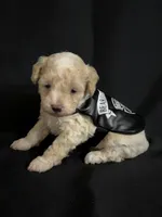 Alvin, a male Poodle - Miniature  for sale in Beaumont, TX – 5 of 7