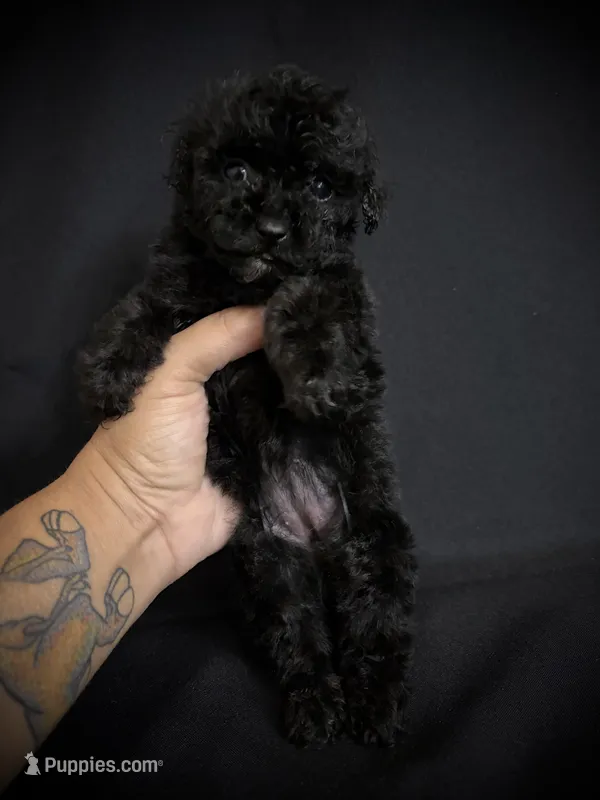 Heather – Poodle - Toy  puppy on hold in Beaumont, TX