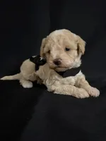 Alvin, a male Poodle - Miniature  for sale in Beaumont, TX – 3 of 7