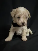 Alvin, a male Poodle - Miniature  for sale in Beaumont, TX – 2 of 7