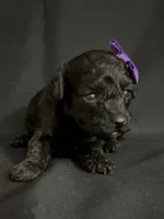Astrid, a female Poodle - Toy  for sale in Beaumont, TX – 4 of 6
