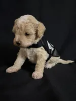 Alvin, a male Poodle - Miniature  for sale in Beaumont, TX – 4 of 7