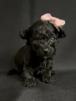 Heather, a female Poodle - Toy  for sale in Beaumont, TX – 2 of 7