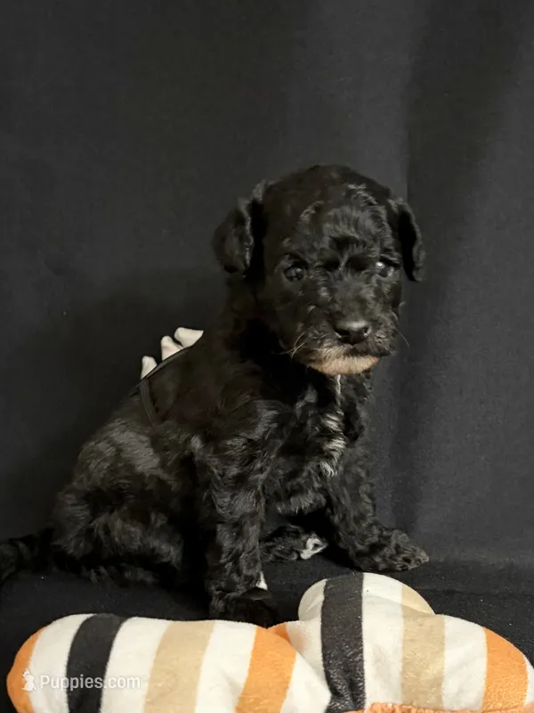 Simon – Poodle - Miniature  puppy for sale in Beaumont, TX