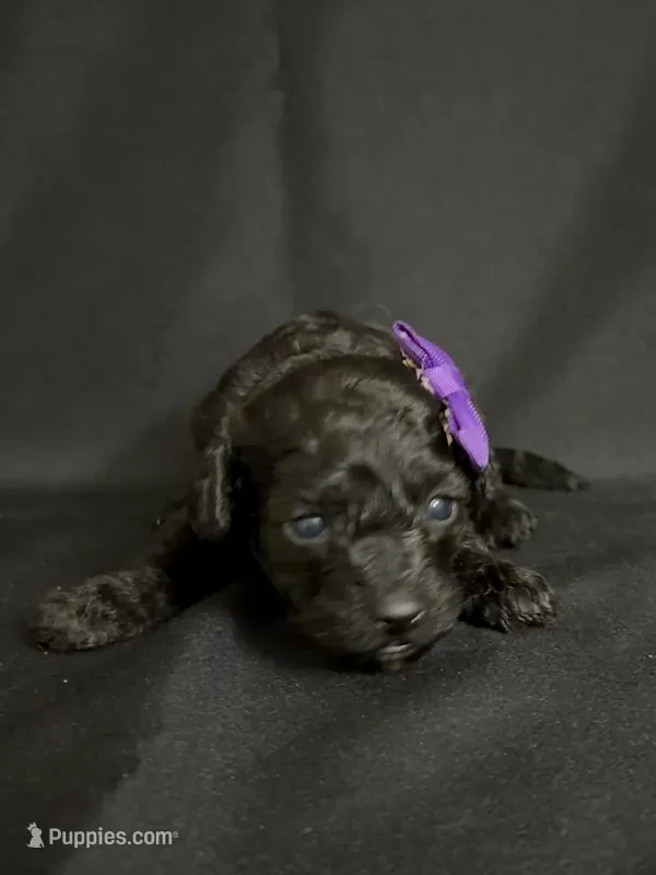 Astrid – Poodle - Toy  puppy for sale in Beaumont, TX