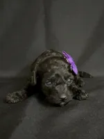 Astrid, a female Poodle - Toy  for sale in Beaumont, TX – 1 of 6