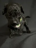 Theodore, a male Poodle - Miniature  for sale in Beaumont, TX – 3 of 7