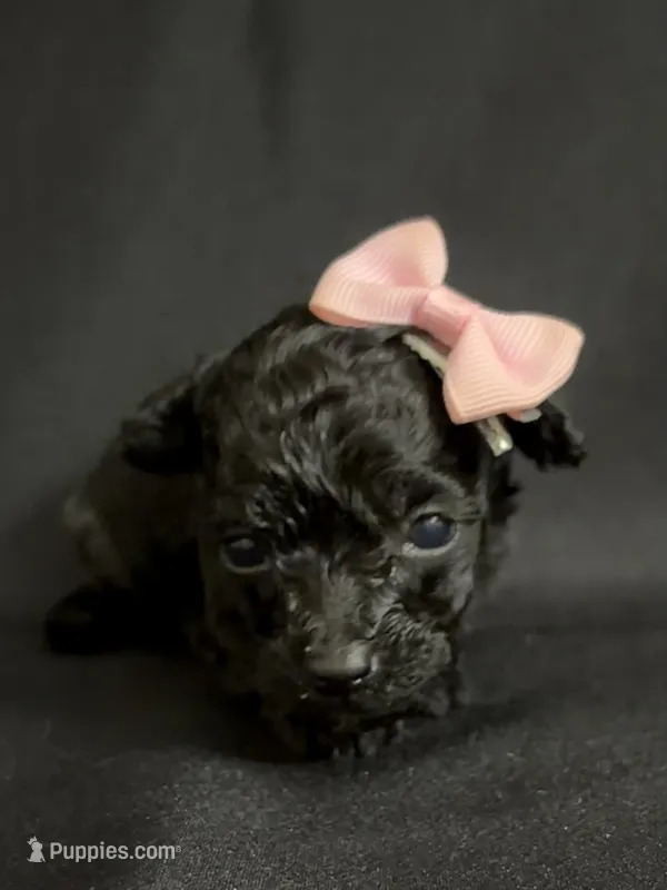 Heather – Poodle - Toy  puppy for sale in Beaumont, TX