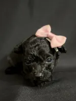 Heather, a female Poodle - Toy  for sale in Beaumont, TX – 1 of 7