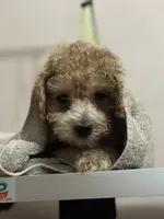Milo CKC - Genetically Tested, a male Poodle - Miniature  for sale in Beaumont, TX – 3 of 7